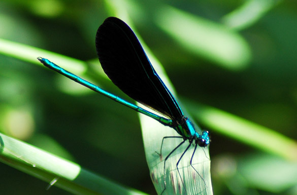 Ebony-Jewelwing1