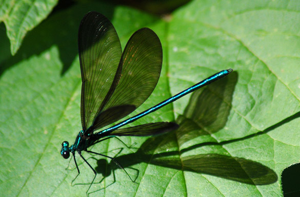 Ebony-Jewelwing2