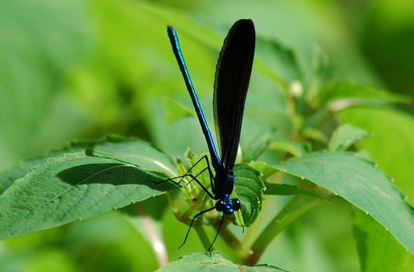 Ebony-Jewelwing3