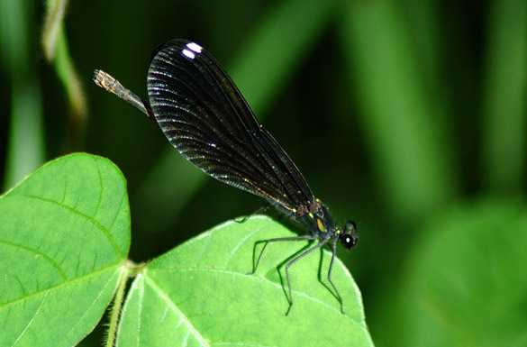 Ebony-Jewelwing4