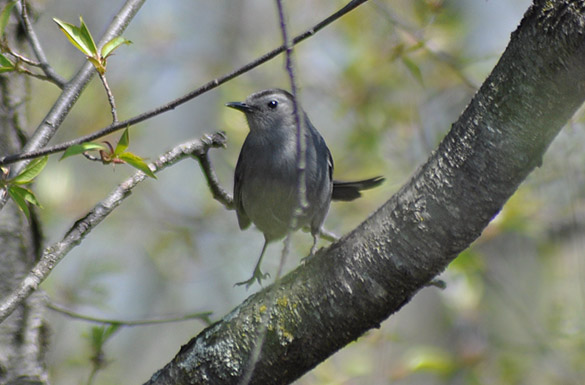 Gray-Cat-Bird1f58010e150