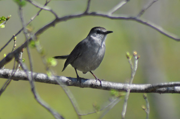 Gray-Cat-Bird2