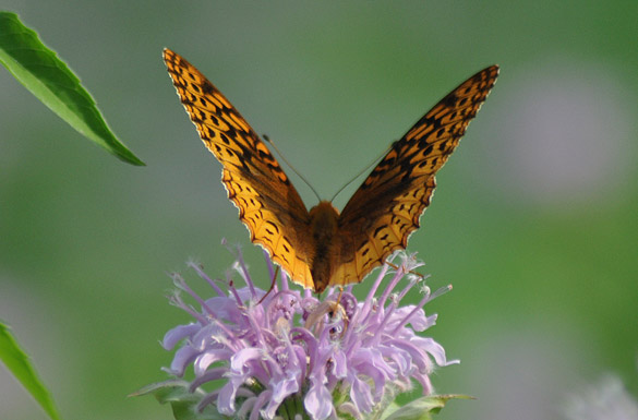 Great-Spangled-Fritillary1