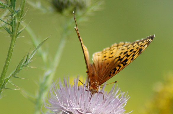 Great-Spangled-Fritillary10