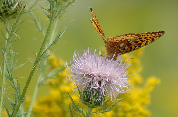 Great-Spangled-Fritillary11