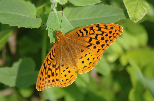 Great-Spangled-Fritillary3