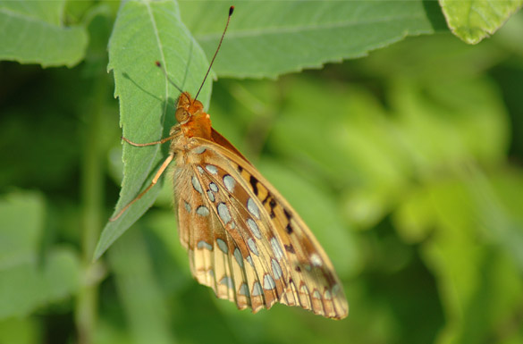 Great-Spangled-Fritillary4