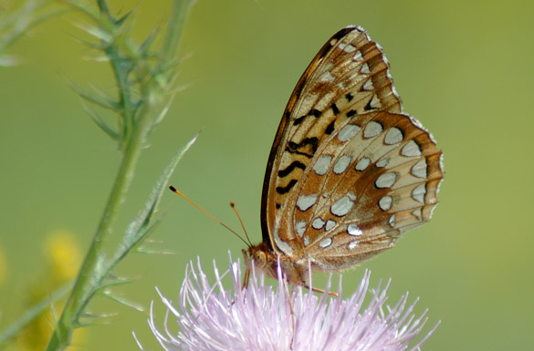 Great-Spangled-Fritillary7