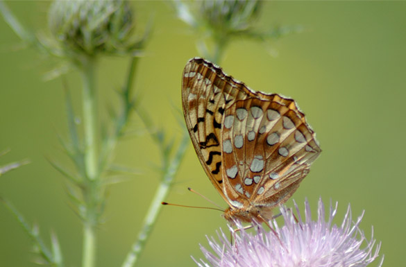 Great-Spangled-Fritillary8