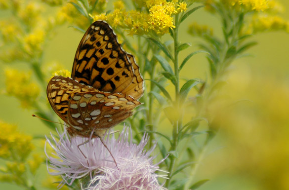 Great-Spangled-Fritillary9