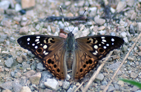 Hackberry-Emperor1