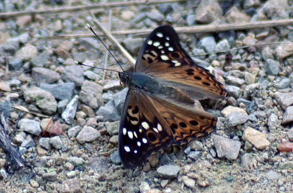 Hackberry-Emperor2