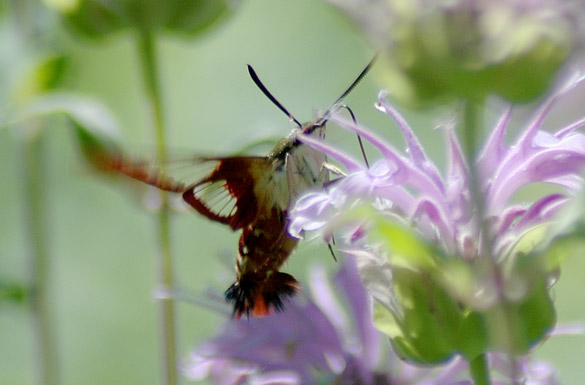 Hummingbird-Clearwing-Moth2