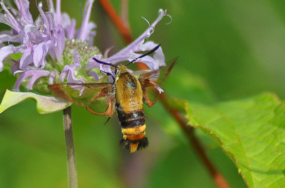 Hummingbird-Clearwing-Moth6