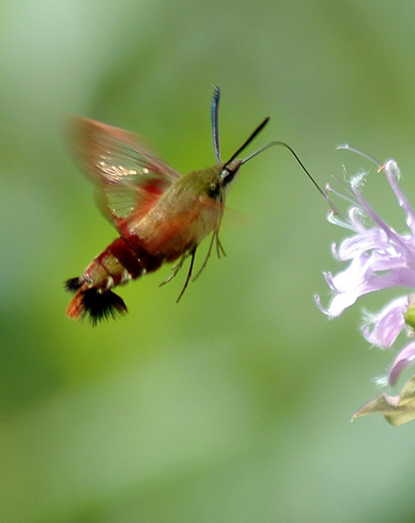 Hummingbird-Clearwing-Moth 585-width