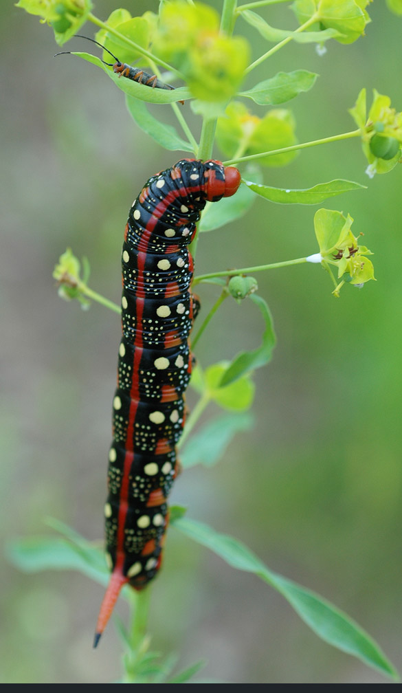 Leafy-Spurge-Hawkmoth1