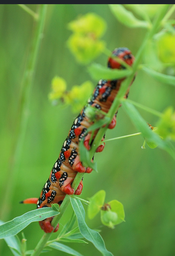 Leafy-Spurge-Hawkmoth2