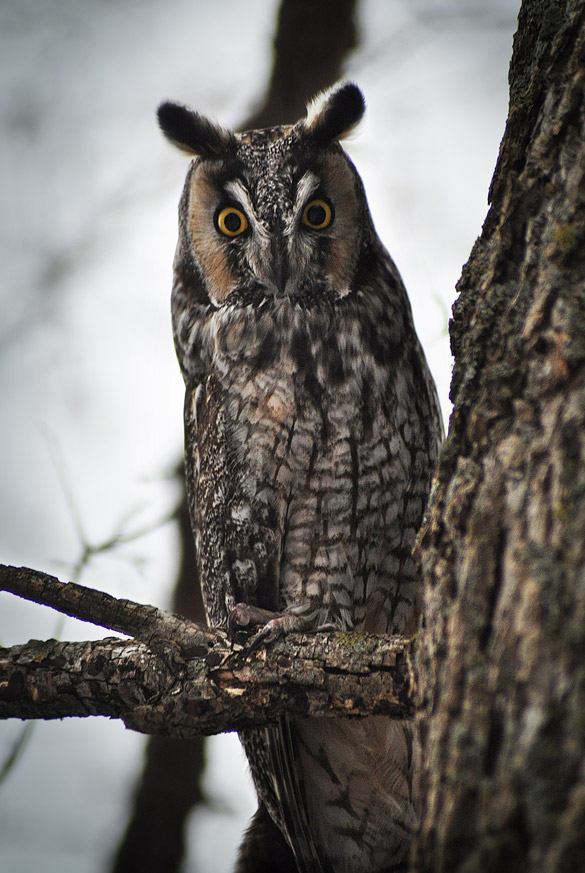 Long-eared-Owl