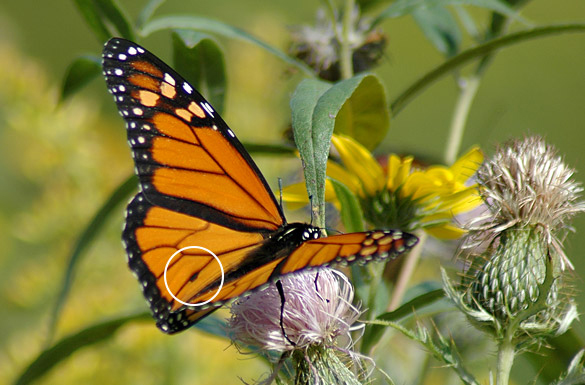 Monarch male