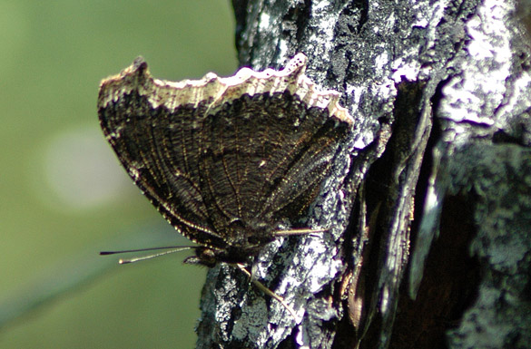 Mourning-Cloak2