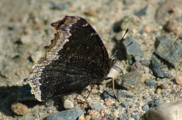 Mourning-Cloak3