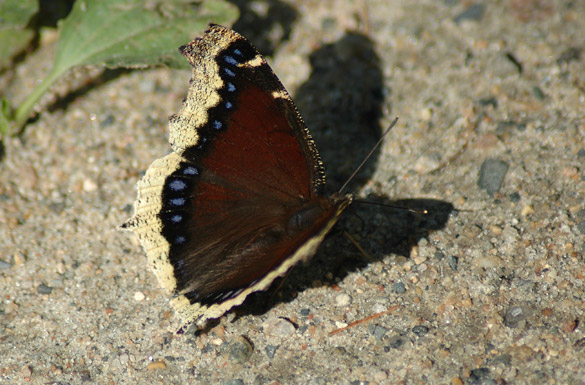 Mourning-Cloak4