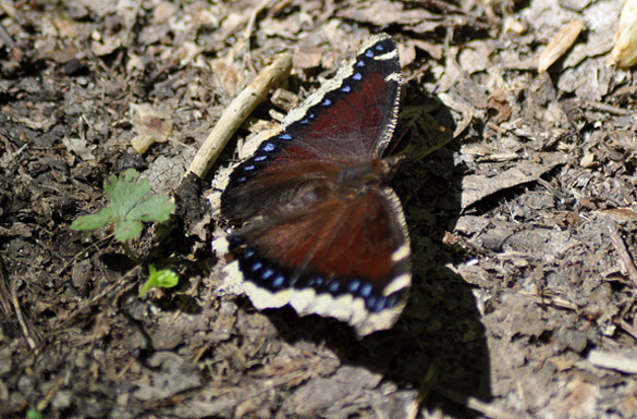 Mourning-Cloak slide1