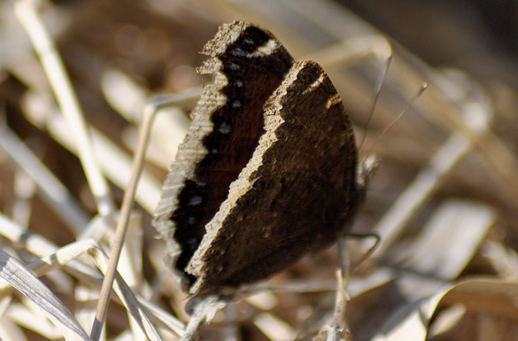 Mourning-Cloak slide3