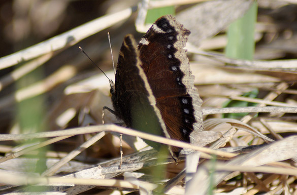 Mourning-Cloak slide4