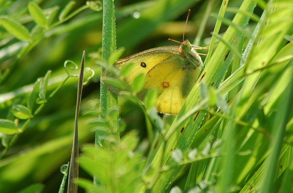 Orange-Sulphur10