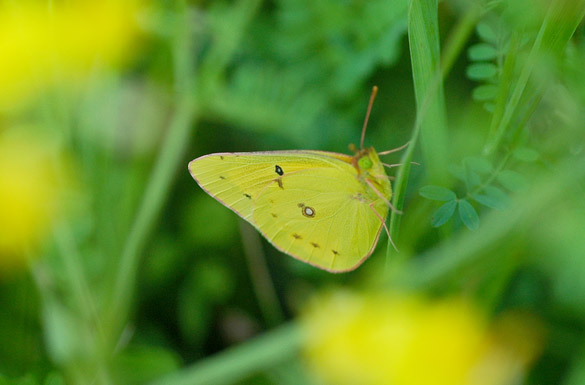 Orange-Sulphur2aa5ea0b8d