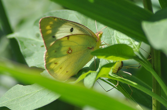 Orange-Sulphur3