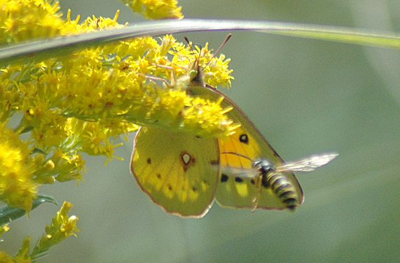 Orange-Sulphur4