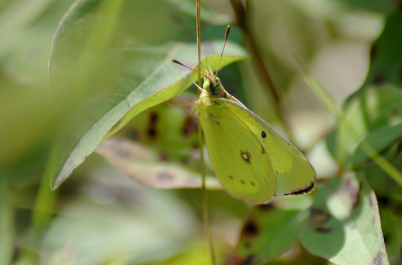 Orange-Sulphur6