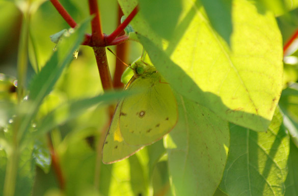 Orange-Sulphur7