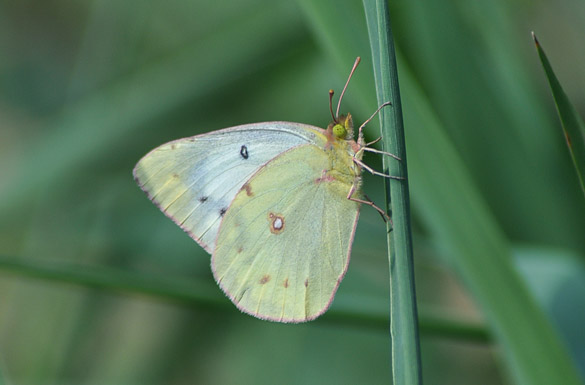 Orange-Sulphur8