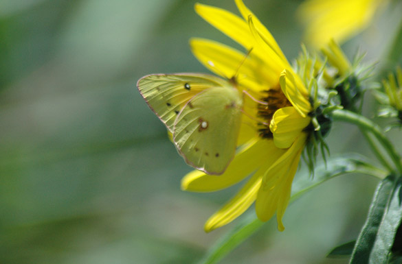 Orange-Sulphur9