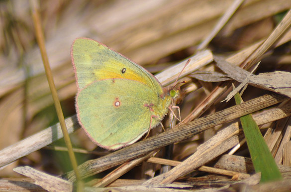 Orange-Sulphur slide1