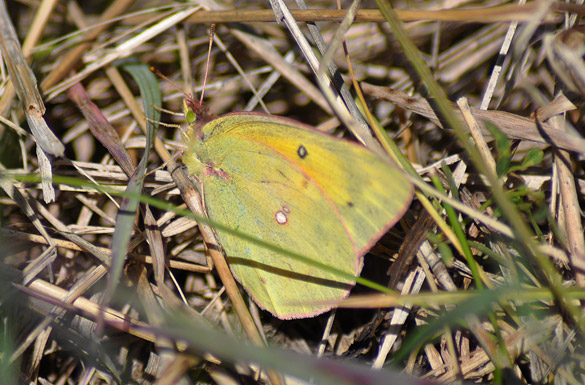 Orange-Sulphur slide2