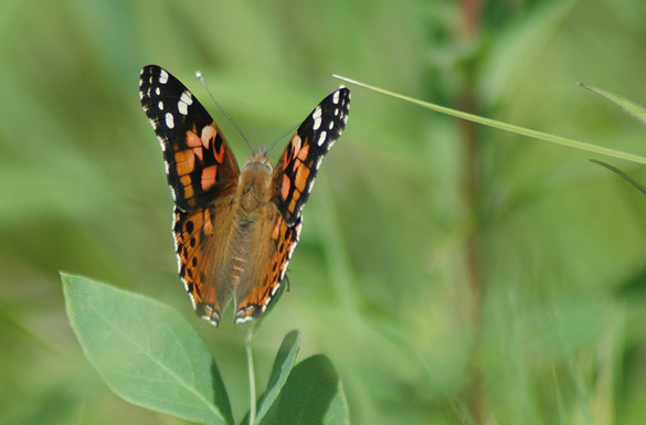 Painted-Lady3