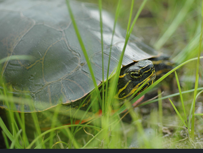 Painted-Turtle1