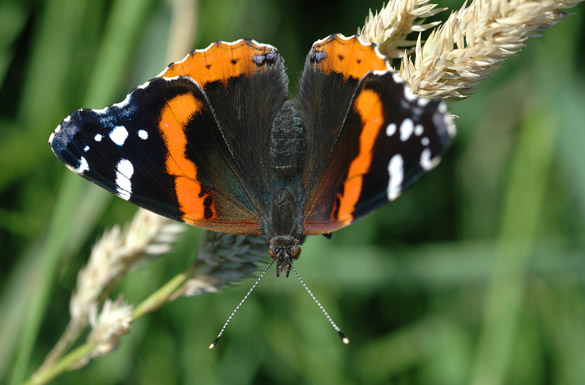 Red-Admiral182e77ffdce