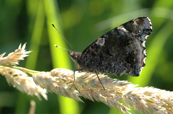 Red-Admiral240fdd156e2