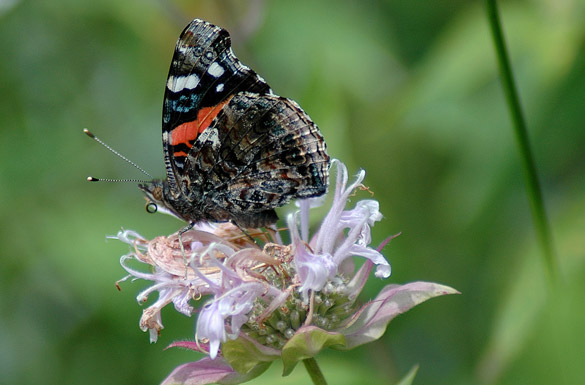 Red-Admiral3eb88ee640e