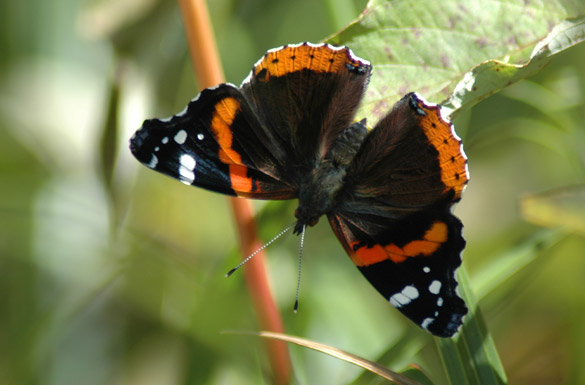 Red-Admiral64220dd68a6