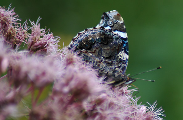 Red-Admiral7