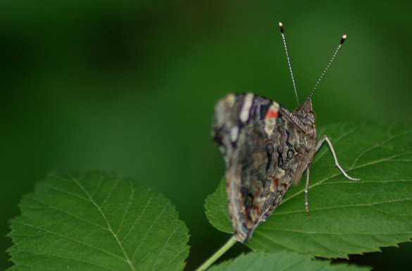 Red-Admiral7d23548f753