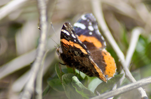 Red-Admiral 585x385 slide2