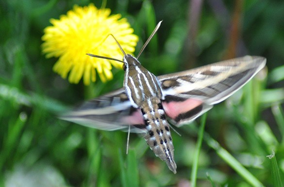 Stripped-Hummingbird-Moth slide1