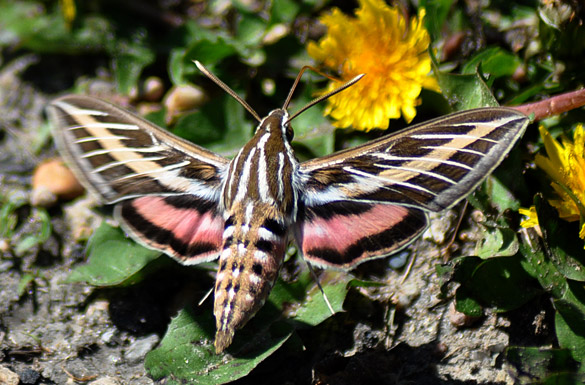 Stripped-Hummingbird-Moth slide2